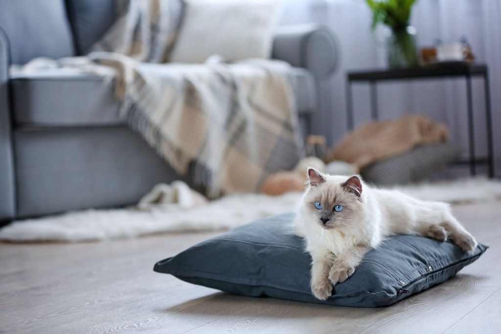 Na imagem um gato branco em cima de uma almofada azul, eles estão em uma sala de estar desfocada.