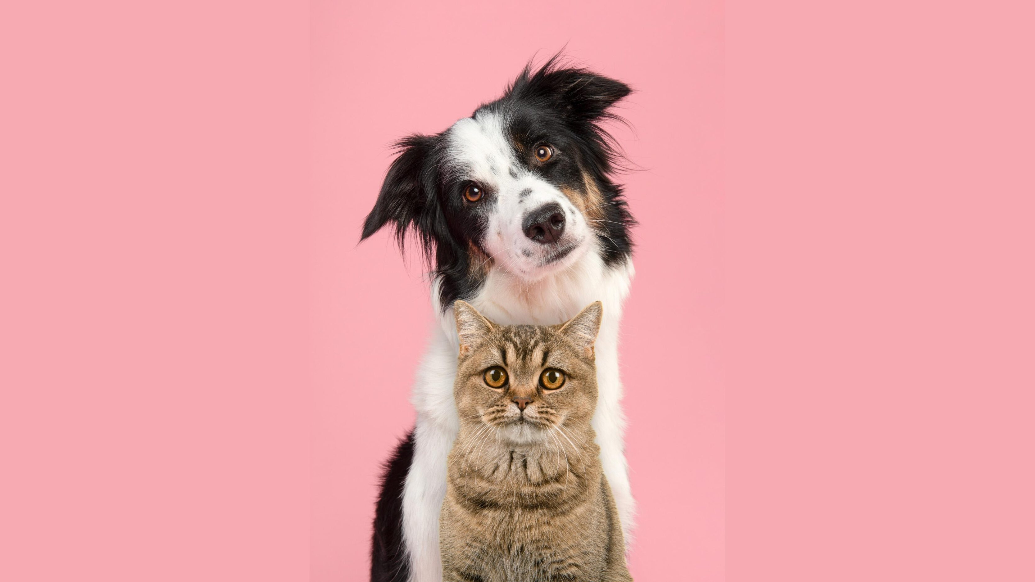 Aprenda a incluir a prevenção do câncer no dia a dia da sua cadela ou gata durante o Outubro Rosa Pet e cuide da saúde delas