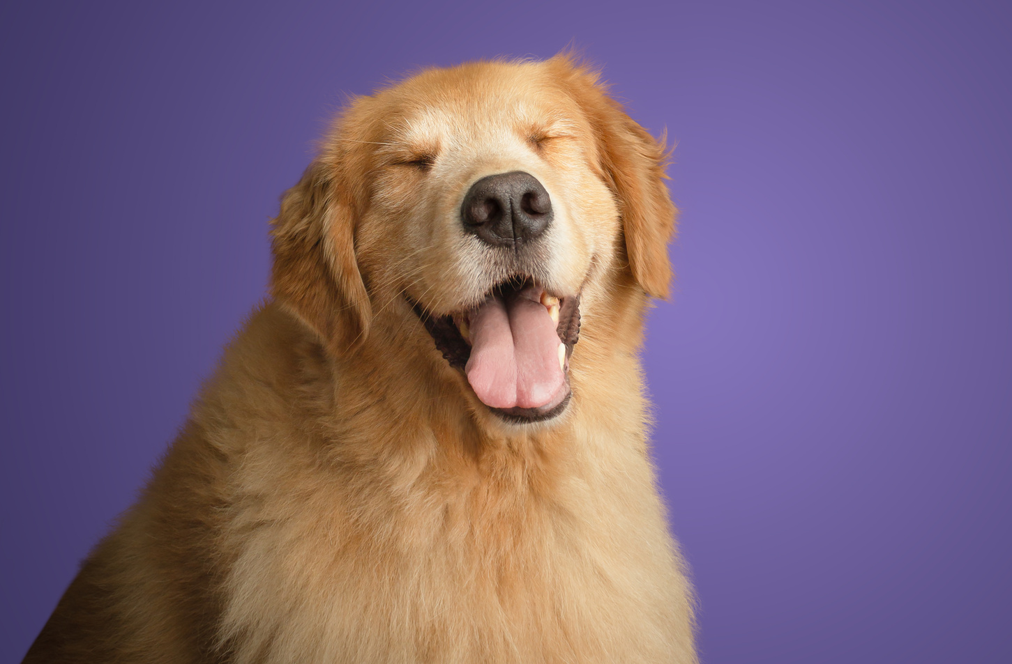 Aprenda a cuidar de pets idosos e prevenir doenças neurodegenerativas no Fevereiro Roxo, promovendo saúde e bem-estar para seus animais.