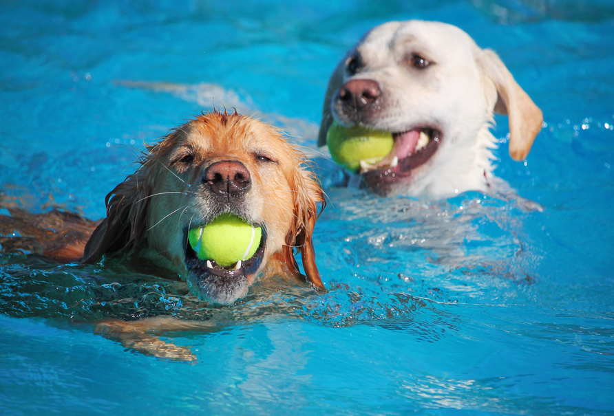 Cachorro na piscina: cuidados e brincadeiras para dias de calor    