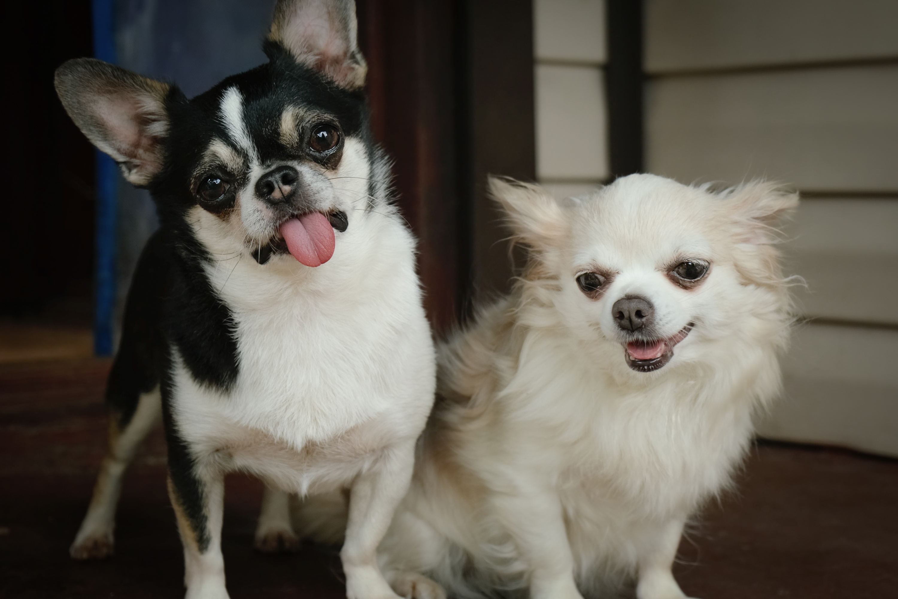 raças de cachorro